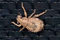 Pseudocneorhinus obesus