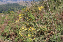 Helichrysum foetidum