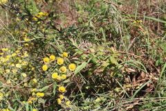 Helichrysum foetidum