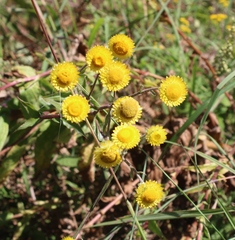 Helichrysum foetidum