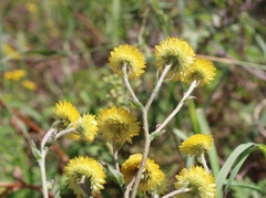 Helichrysum foetidum