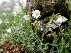 Cerastium gibraltaricum