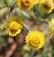 Helichrysum foetidum