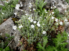 Cerastium gibraltaricum