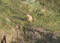 Spermophilus major
