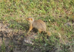 Spermophilus major