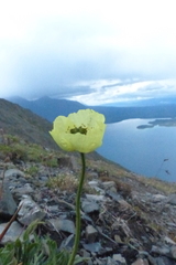 Papaver mcconnellii