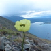 Mcconnell's Poppy - Photo (c) jozien, some rights reserved (CC BY-NC), uploaded by jozien