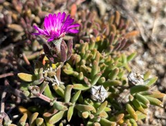 Drosanthemum intermedium