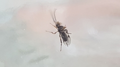 Ichneumonidae