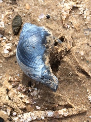 Buccinidae