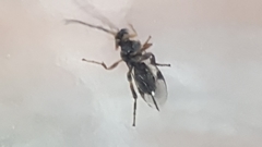 Ichneumonidae