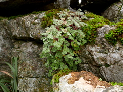 Saxifraga biternata