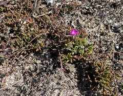 Drosanthemum intermedium