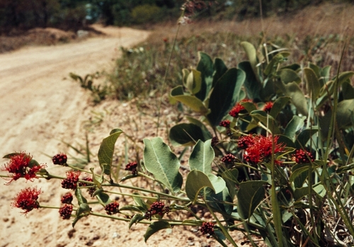 Combretum platypetalum subsp. oatesii image