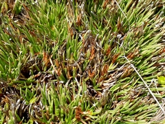 Oreobolus pectinatus