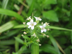 Lysimachia candida
