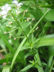 Lysimachia candida