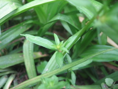 Lysimachia candida
