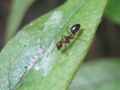 Camponotus vitiosus