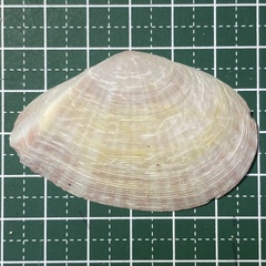 Tellinella virgata