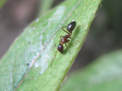 Camponotus vitiosus