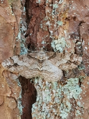 Paradarisa consonaria