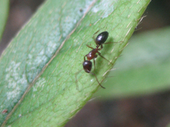 Camponotus vitiosus