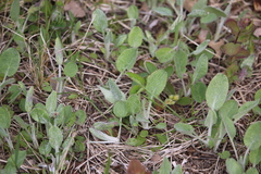Packera paupercula pseudotomentosa