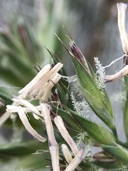 Dactylis glomerata