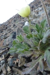 Papaver mcconnellii