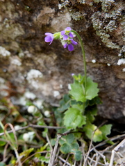 Arabis verna