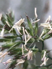 Dactylis glomerata