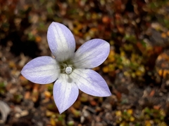 Wahlenbergia pygmaea pygmaea