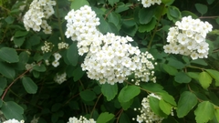 Spiraea trilobata