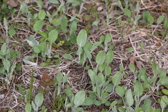 Packera paupercula pseudotomentosa