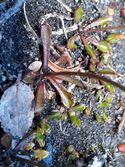 Wahlenbergia pygmaea pygmaea