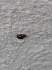 Adalia decempunctata