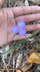 Callisia ornata