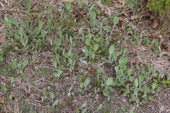 Packera paupercula pseudotomentosa