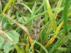 Nomophila noctuella
