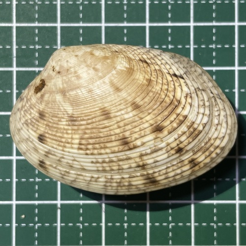 スリガハマ