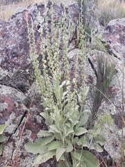 Verbascum rotundifolium