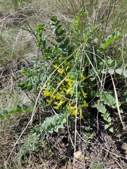 Astragalus longipetalus