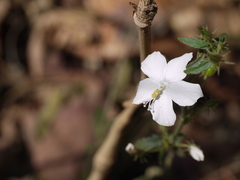 Hibiscus hirtus