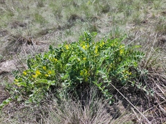 Astragalus longipetalus