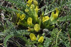 Astragalus buchtormensis