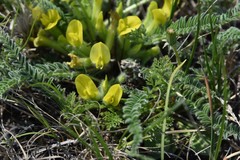 Astragalus buchtormensis