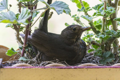 Turdus merula