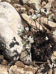 Draba subalpina